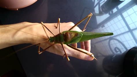 giant malaysian katydid